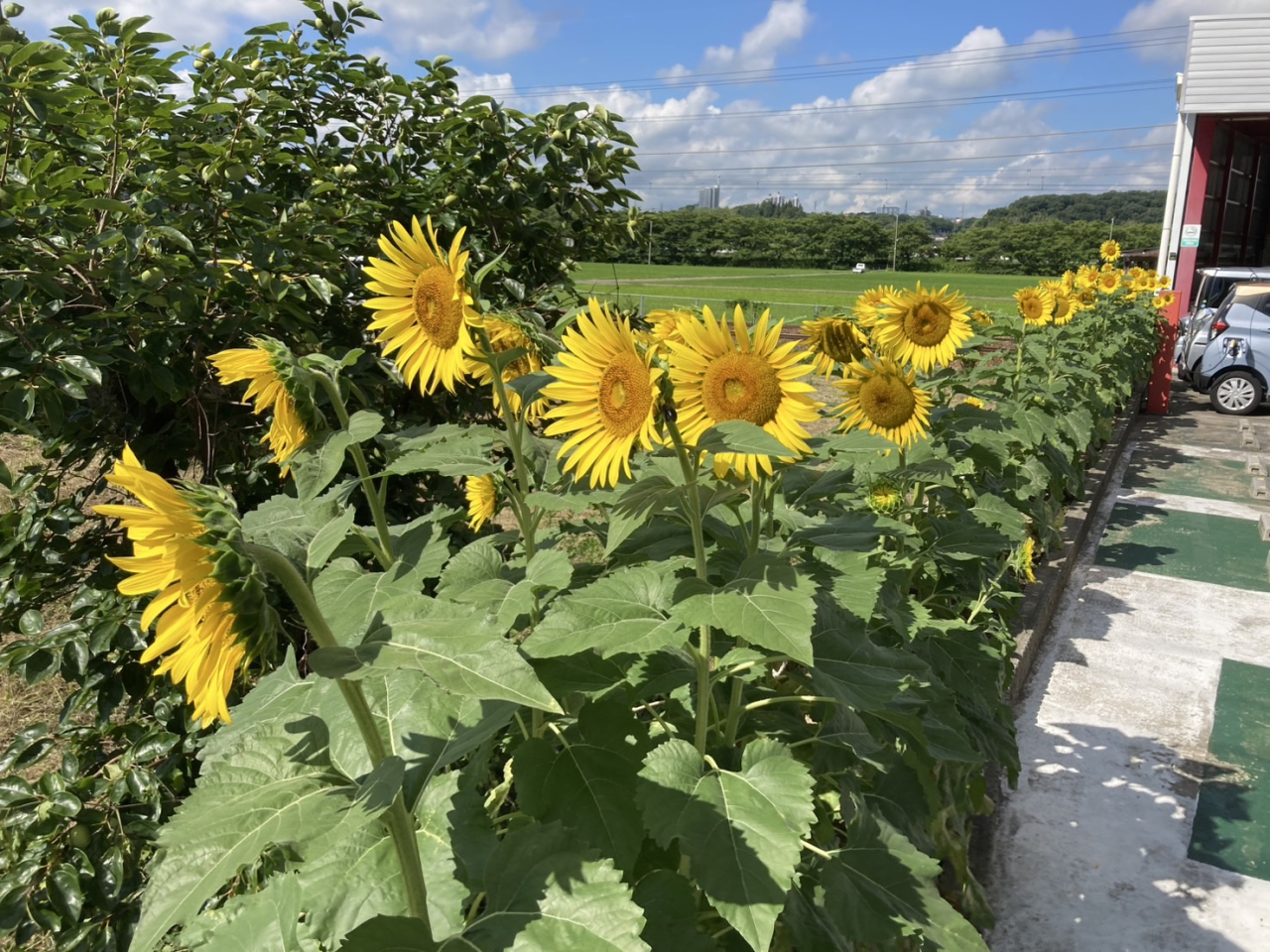 🌻ひまわり満開になりました🌻