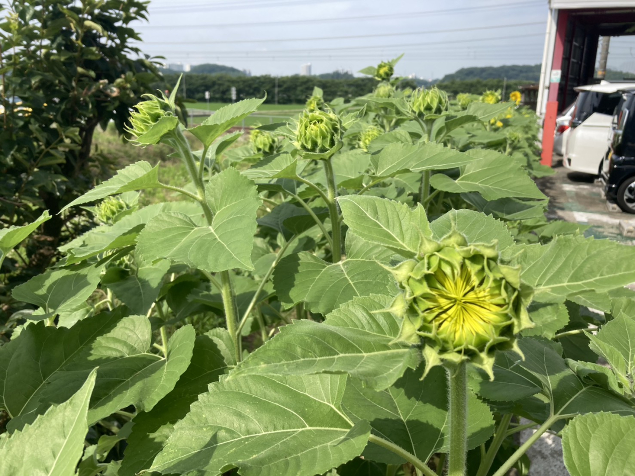 🌻ひまわり咲きはじめました🌻