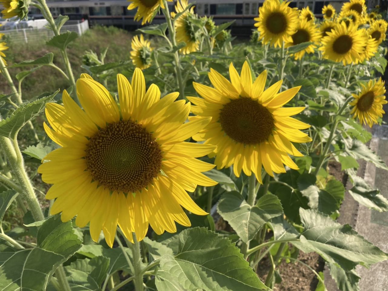 🌻🌻ひまわり満開です🌻🌻