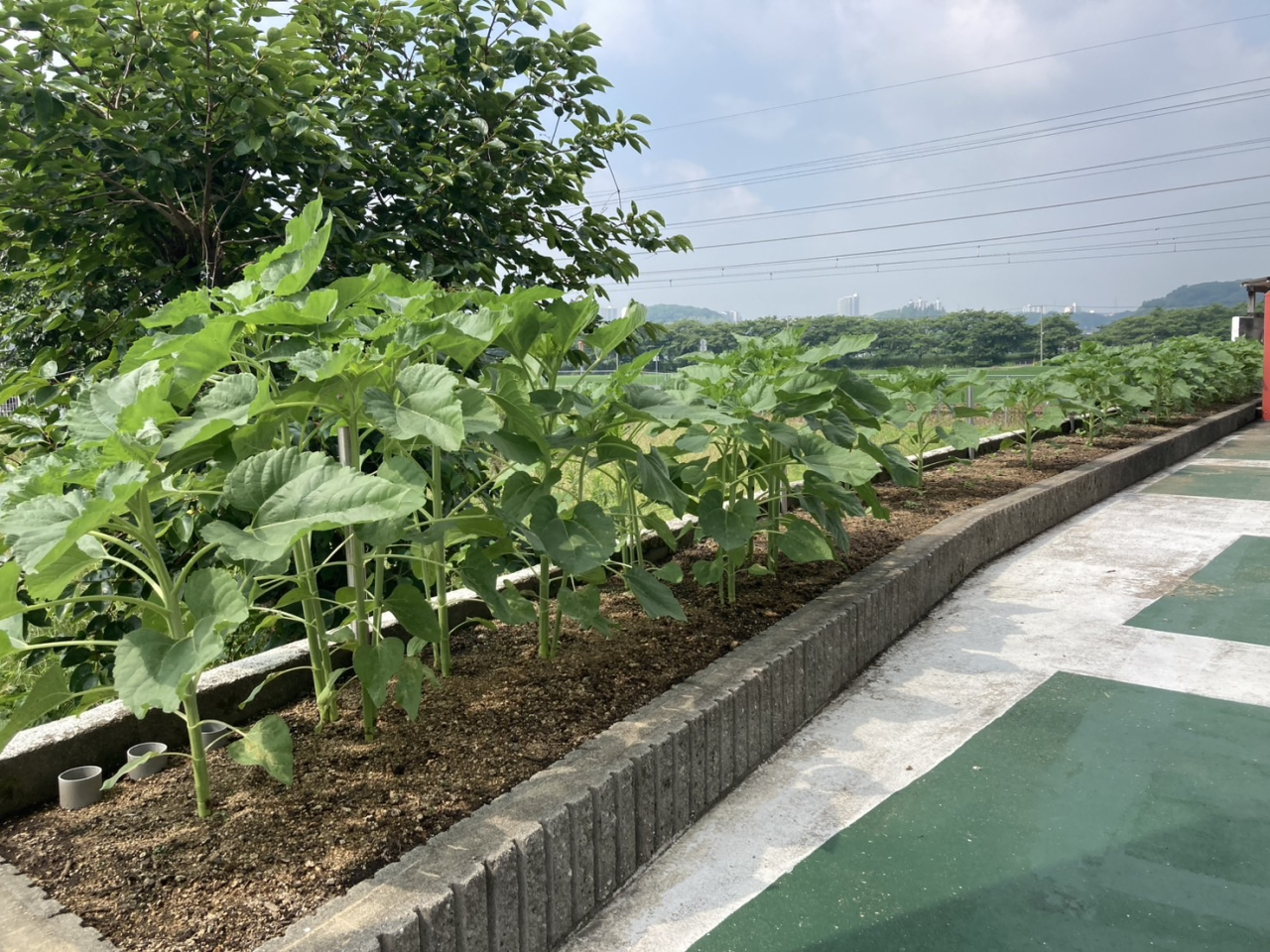 ひまわりスクスク成長中🌻